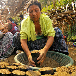 © 2009 Todd Shapera, Courtesy of Photoshare. Women volunteer at a seed nursery near their village in a deforested region of the Guatemalan Highlands. Many seedlings are Guama, a fast growing species that helps provide shade for their corn crops in the mountains surrounding their communities, and helps augment depleted fuel wood supplies.